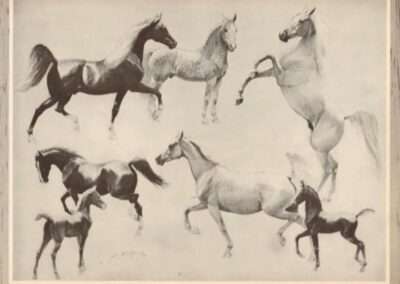 Photos of horses owned by Roger Shelby